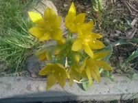 lauchgelb.webp