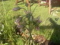 lauchzis1.webp