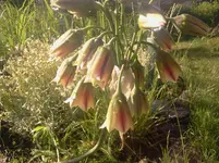 lauchzis2.webp