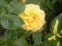 rosi4.webp