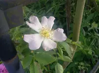 rosi11.webp