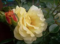 rosi5.webp