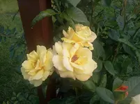 rosi6.webp