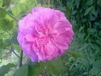 rosi9.webp