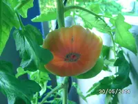 Marglobe Frucht.webp