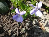 P1020207.webp