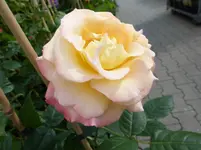 P1030186.webp