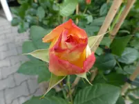 P1030187.webp