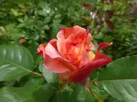 P1100680.webp