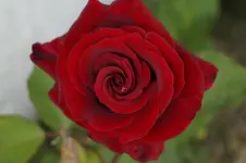 _DSC5923.webp