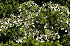 _DSC5918.webp
