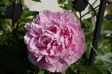 _DSC5915.webp