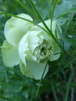 P1100840.webp