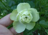 P1100841.webp