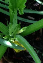 gelbe Zuchetti.webp