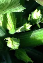 grüne Zuchetti.webp