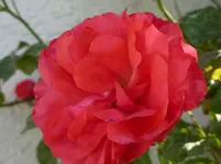 P1130534.webp