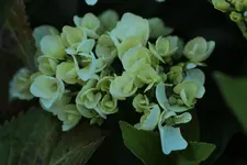 weisse Hortensie.webp