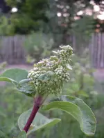 IMGP6647.webp