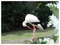 116.webp