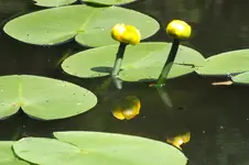 2014_0606Frühling0044.webp