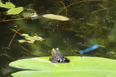 2014_0606Frühling0034 froschteich.webp