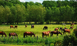 Herde auf der Koppel_Pferde2_800.webp