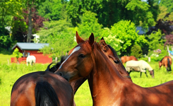 scratch your back_Hingabe_Pferde2_640.webp