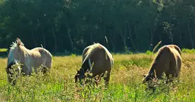 3 of a kind_Hafis_golden_braun_grün_saftiges Gras2.webp