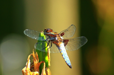 männliche Plattbauch4_700.webp