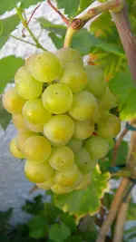 DSCN5502.webp