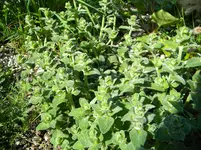 DSCN8468.webp