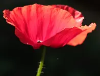 roter Mohn.webp