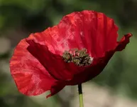 roter Mohn_b.webp