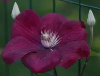 rouge Cardinal 140607.webp