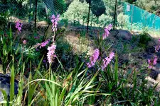 Watsonia2.webp