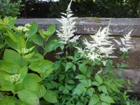 SAM_4350.webp