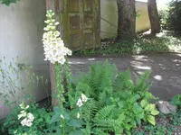 SAM_4369.webp