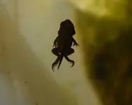Froschn1.webp