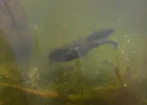 Froschn3.webp