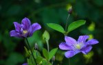 Arabella_blau_grün_Clematis_07062014_700.JPG