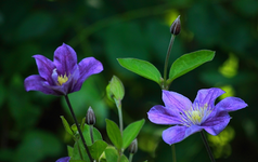 Arabella_blau_grün_Clematis_07062014_700.webp