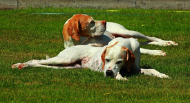 Spanish silly buggers2_700.webp