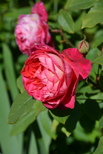 DSC_1736.webp