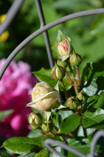 DSC_1737.webp