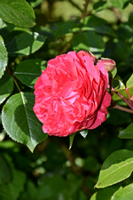 DSC_1738.webp