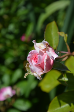 DSC_1739.webp
