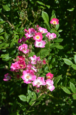 DSC_1740.webp