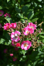 DSC_1741.webp