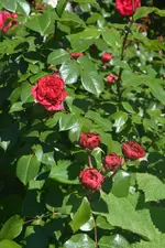 DSC_1743.jpg